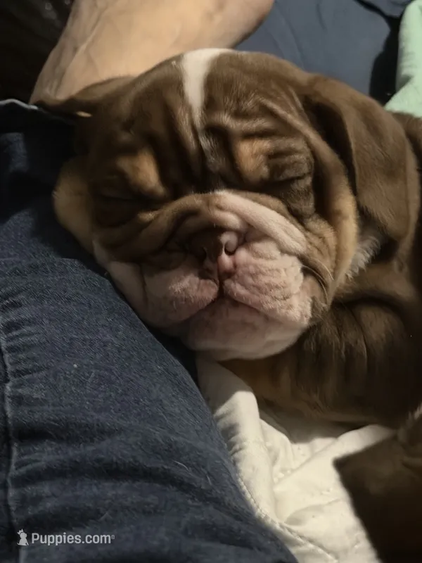 Chopper – English Bulldog puppy for sale in Durham, NC