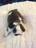Luffy, a male English Bulldog for sale in Durham, NC – 2 of 3
