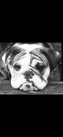 Luffy- on hold, a male English Bulldog for sale in Durham, NC – 5 of 7