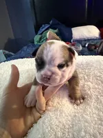 Sanji, a male English Bulldog for sale in Durham, NC – 2 of 3