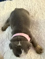 Nani, a female English Bulldog for sale in Durham, NC – 2 of 2