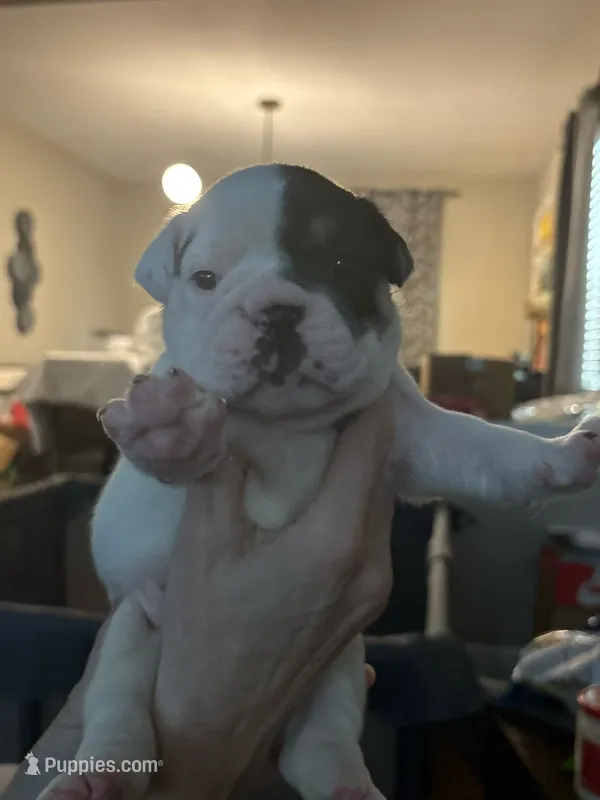 Big Mom – English Bulldog puppy for sale in Durham, NC