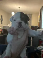 Big Mom, a female English Bulldog for sale in Durham, NC – 1 of 6