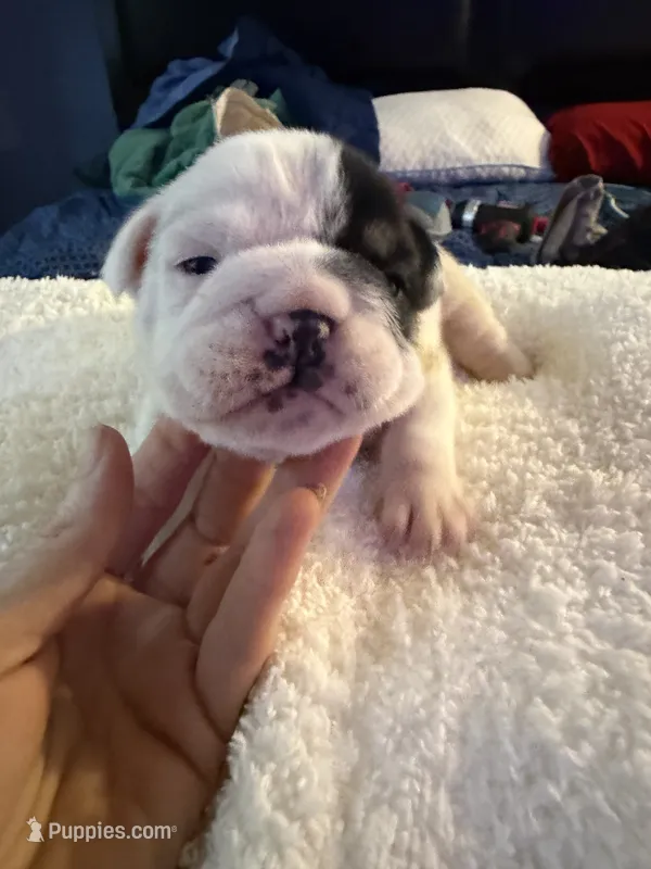 Big Mom – English Bulldog puppy for sale in Durham, NC