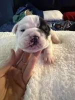 Big Mom, a female English Bulldog for sale in Durham, NC – 1 of 2
