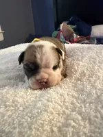 Sanji, a male English Bulldog for sale in Durham, NC – 1 of 3