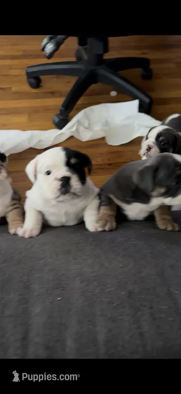Big Mom – English Bulldog puppy for sale in Durham, NC