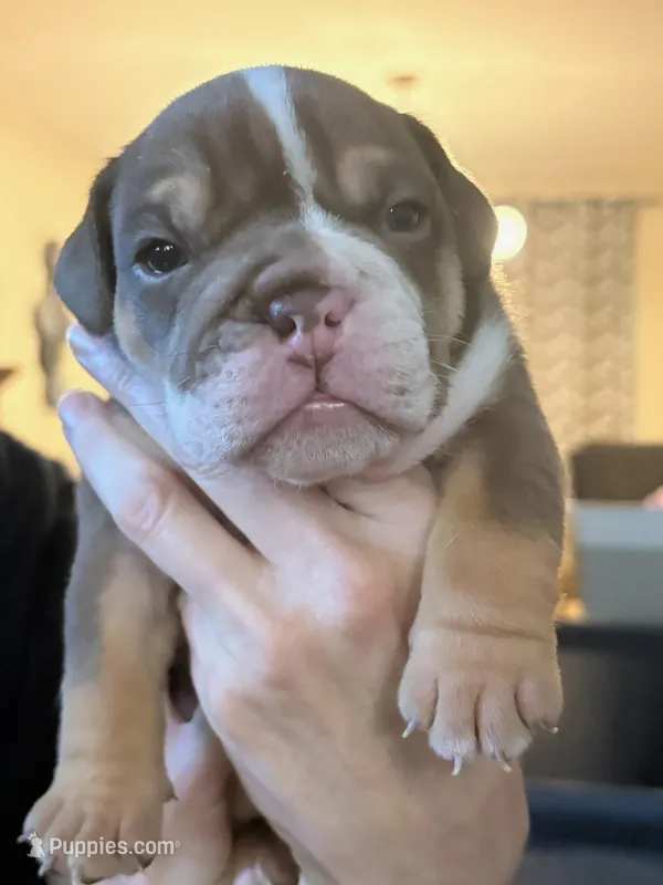 Chopper – English Bulldog puppy for sale in Durham, NC