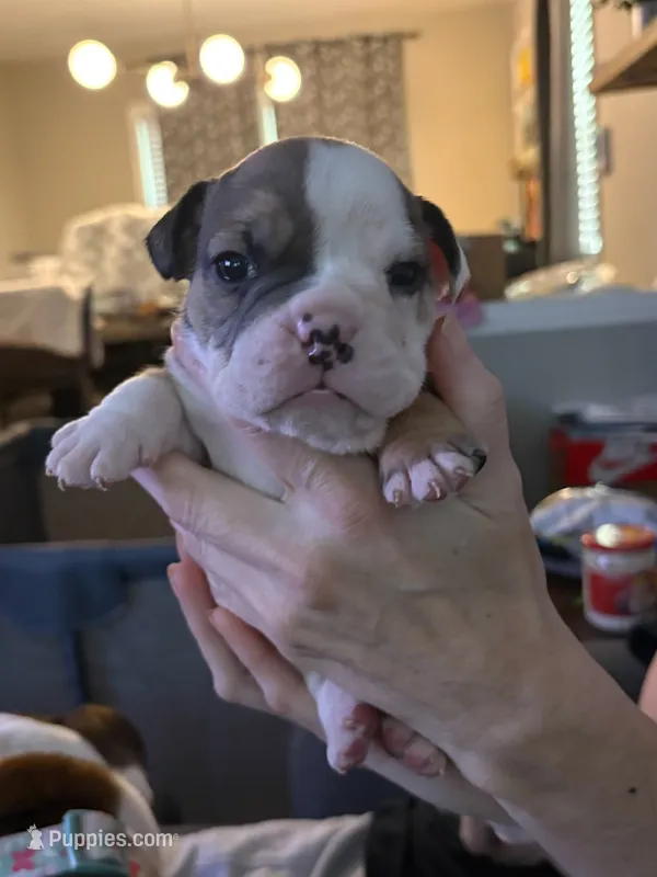 Sanji – English Bulldog puppy for sale in Durham, NC