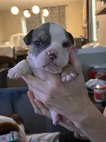 Sanji, a male English Bulldog for sale in Durham, NC – 1 of 7