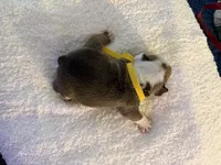 Sanji, a male English Bulldog for sale in Durham, NC – 3 of 3