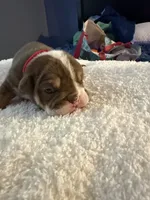Chopper, a male English Bulldog for sale in Durham, NC – 2 of 3