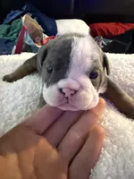 Nani, a female English Bulldog for sale in Durham, NC – 1 of 2