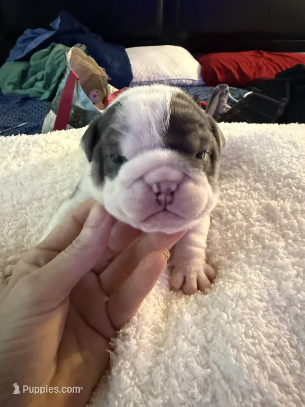Luffy – English Bulldog puppy for sale in Durham, NC