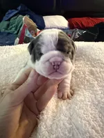 Luffy, a male English Bulldog for sale in Durham, NC – 1 of 3