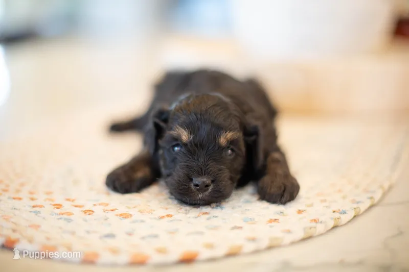 F1B Mini Cavapoo – Cavapoo puppy for sale in Livingston, TX