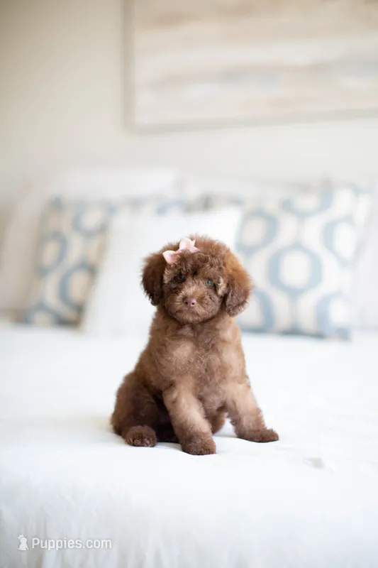 AKC Silver Beige Toy Poodle – Poodle - Toy  puppy for sale in Livingston, TX