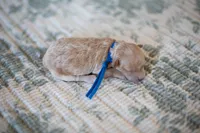 CKC Apricot Male, a male Poodle - Miniature  for sale in Livingston, TX – 3 of 4
