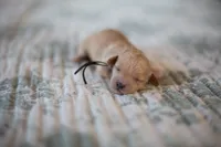 CKC Apricot Male, a male Poodle - Miniature  for sale in Livingston, TX – 2 of 5