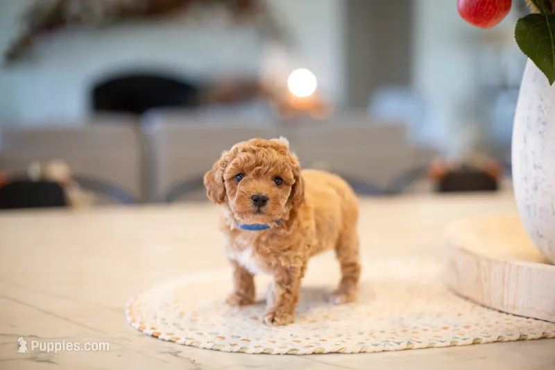 CKC Apricot Male – Poodle - Miniature  puppy for sale in Livingston, TX