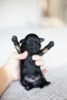 F1B Mini Cavapoo, a male Cavapoo for sale in Livingston, TX – 1 of 6