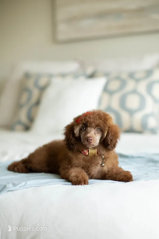 AKC Silver Beige Toy Poodle – Poodle - Toy  puppy for sale in Livingston, TX