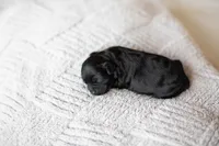 F1B Mini Cavapoo, a male Cavapoo for sale in Livingston, TX – 3 of 6