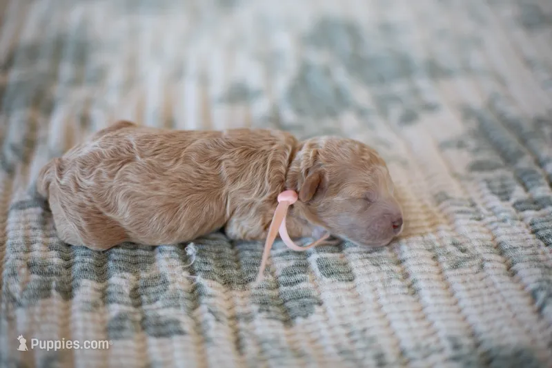 CKC Apricot Female – Poodle - Miniature  puppy for sale in Livingston, TX