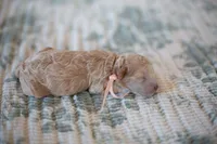 CKC Apricot Female, a female Poodle - Miniature  for sale in Livingston, TX – 1 of 4