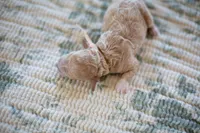 CKC Apricot Female, a female Poodle - Miniature  for sale in Livingston, TX – 3 of 4
