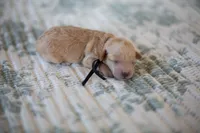 CKC Apricot Male, a male Poodle - Miniature  for sale in Livingston, TX – 4 of 5