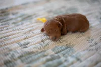 CKC Red Male, a male Poodle - Miniature  for sale in Livingston, TX – 4 of 4