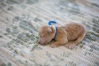 CKC Apricot Male, a male Poodle - Miniature  for sale in Livingston, TX – 4 of 4