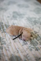 CKC Apricot Male, a male Poodle - Miniature  for sale in Livingston, TX – 5 of 5
