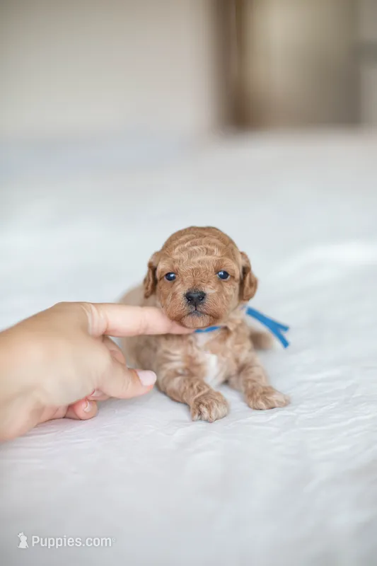 CKC Apricot Male – Poodle - Miniature  puppy for sale in Livingston, TX