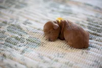 CKC Red Male, a male Poodle - Miniature  for sale in Livingston, TX – 2 of 4