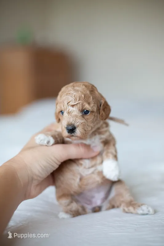 CKC Apricot Female – Poodle - Miniature  puppy for sale in Livingston, TX