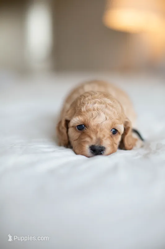 CKC Apricot Male – Poodle - Miniature  puppy for sale in Livingston, TX
