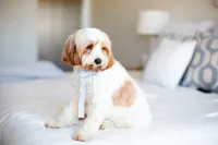 F1B Mini Cavapoo, a male Cavapoo for sale in Livingston, TX – 5 of 6