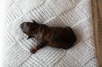 F1B Mini Cavapoo, a male Cavapoo for sale in Livingston, TX – 3 of 6