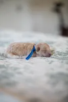 CKC Apricot Male, a male Poodle - Miniature  for sale in Livingston, TX – 2 of 4