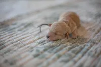 CKC Apricot Male, a male Poodle - Miniature  for sale in Livingston, TX – 3 of 5