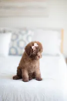 AKC Silver Beige Toy Poodle, a female Poodle - Toy  for sale in Livingston, TX – 2 of 4