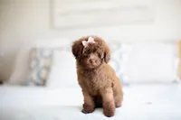 AKC Silver Beige Toy Poodle, a female Poodle - Toy  for sale in Livingston, TX – 4 of 4