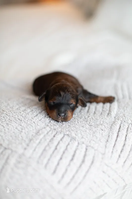 F1B Mini Cavapoo – Cavapoo puppy for sale in Livingston, TX