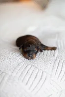 F1B Mini Cavapoo, a male Cavapoo for sale in Livingston, TX – 1 of 6
