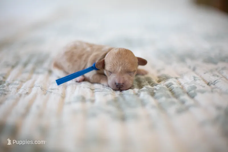 CKC Apricot Male – Poodle - Miniature  puppy for sale in Livingston, TX