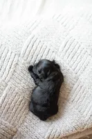 F1B Mini Cavapoo, a male Cavapoo for sale in Livingston, TX – 2 of 6