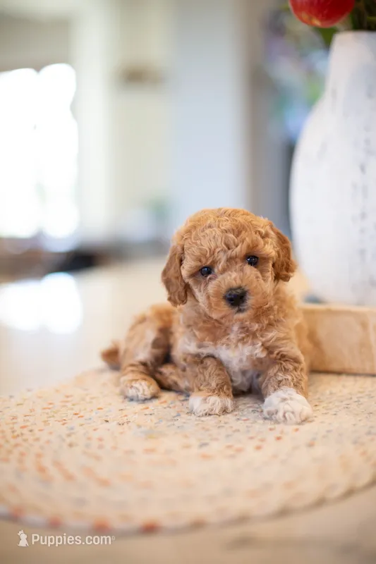 CKC Apricot Female – Poodle - Miniature  puppy for sale in Livingston, TX
