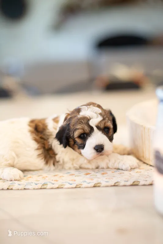F1B Mini Cavapoo – Cavapoo puppy for sale in Livingston, TX